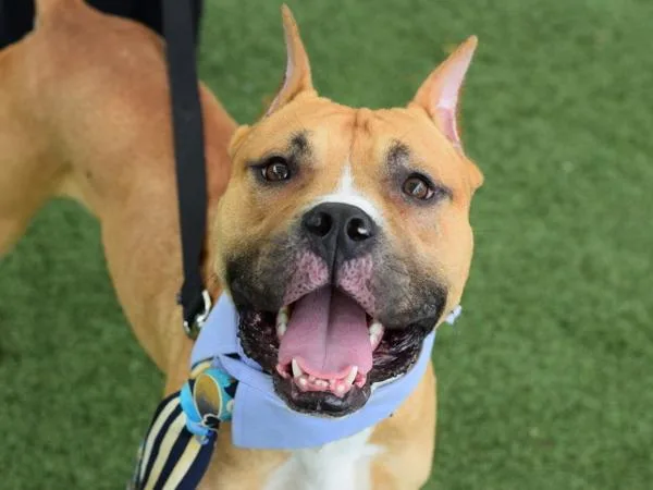 A young medium-sized male Mixed Breed dog named Junebugg for adoption in Ridgewood, NY
