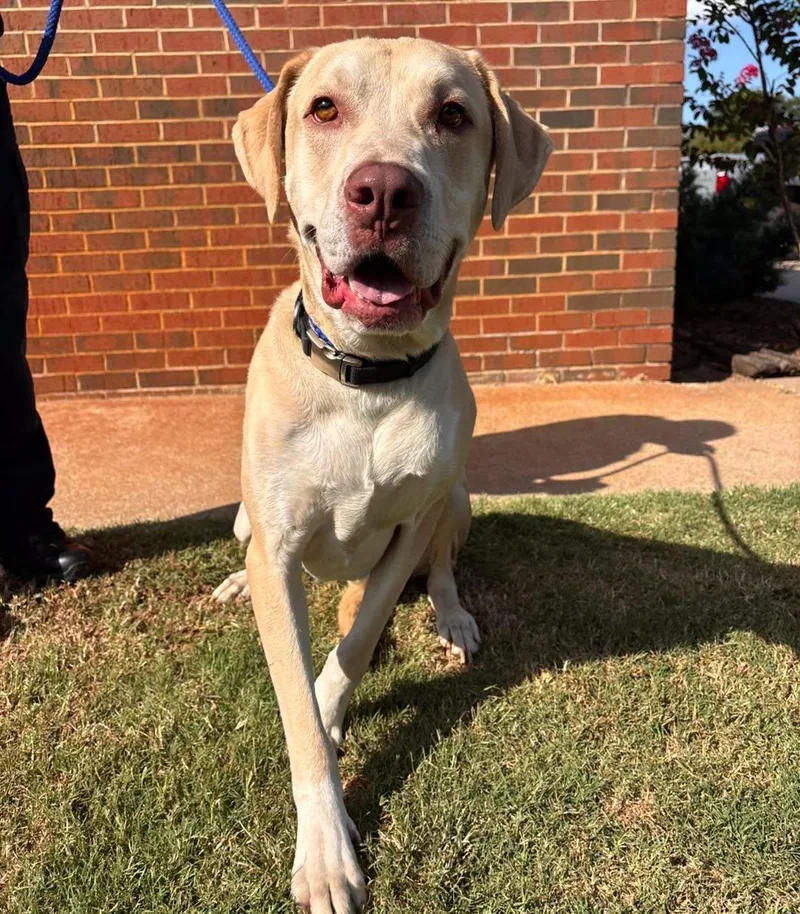 An adult large-sized male Labrador Retriever dog named Frog for adoption in Stillwater, OK