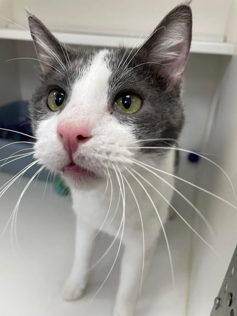 A senior medium-sized male Domestic Short Hair cat named Tom Tom for adoption in Neillsville, WI
