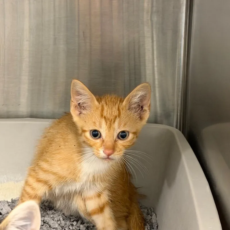 A baby small-sized male Tortoiseshell Domestic Short Hair cat named Lil Orange for adoption in League City, TX