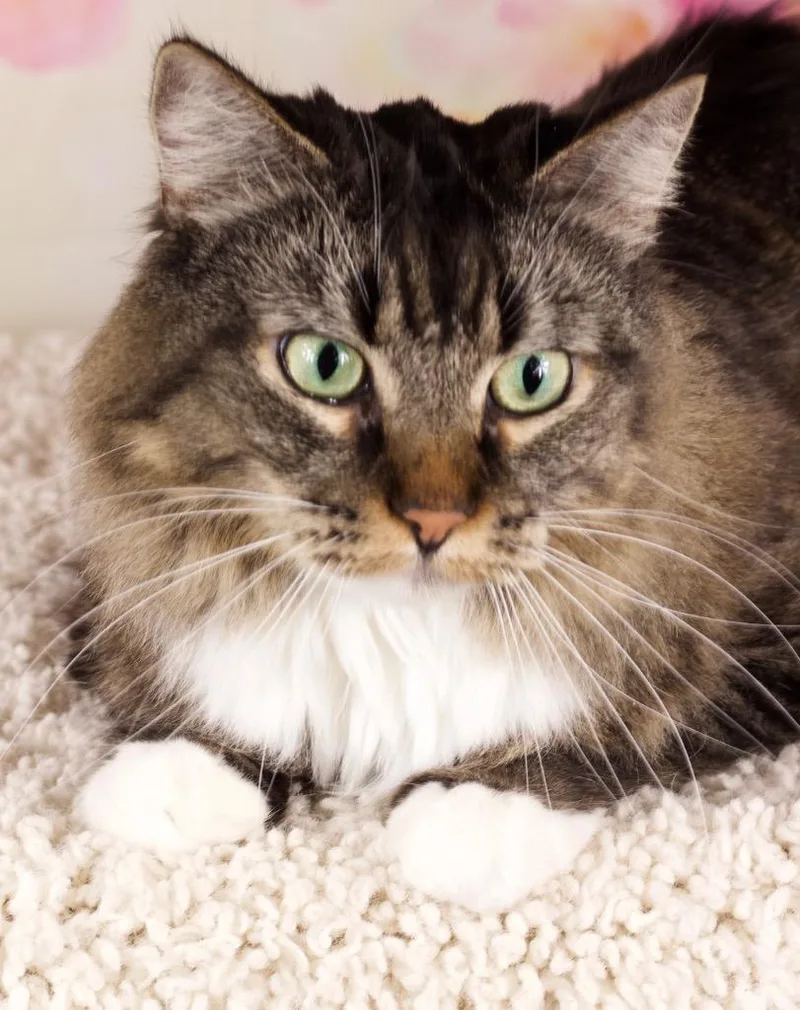 An adult medium-sized female Domestic Long Hair cat named Evren for adoption in Gilbert, AZ