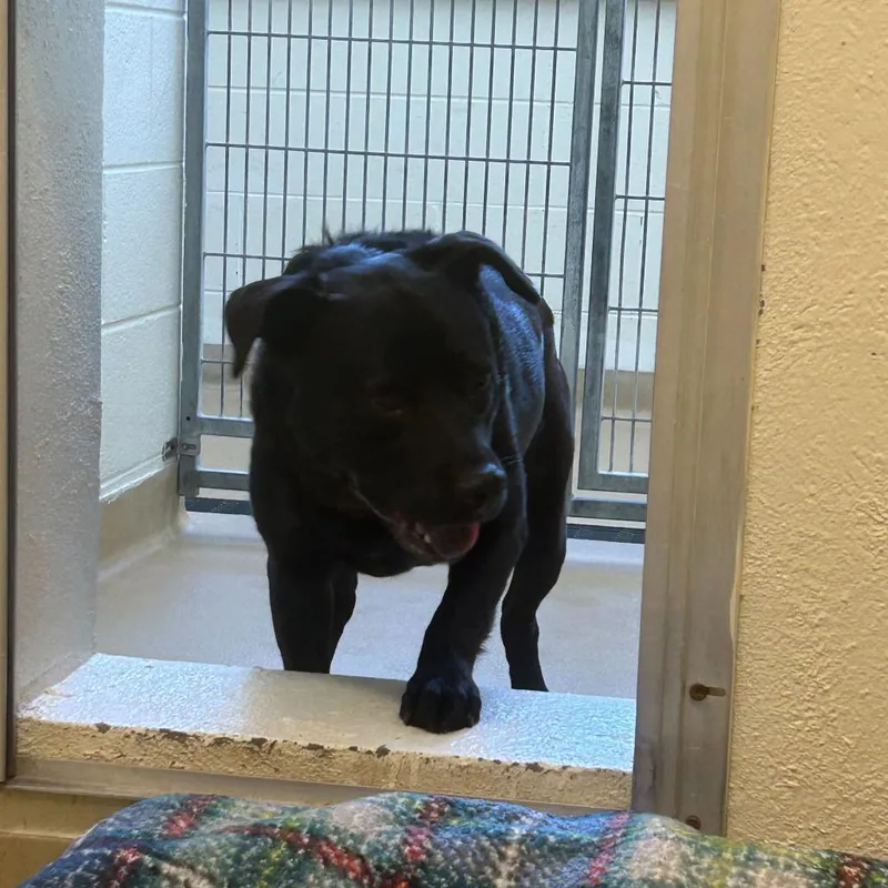 An adult medium-sized male Black Mixed Breed dog named Bobby for adoption in Asheville, NC