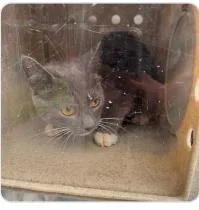 An adult medium-sized male Domestic Short Hair cat named Big Mouth for adoption in West Chester, PA