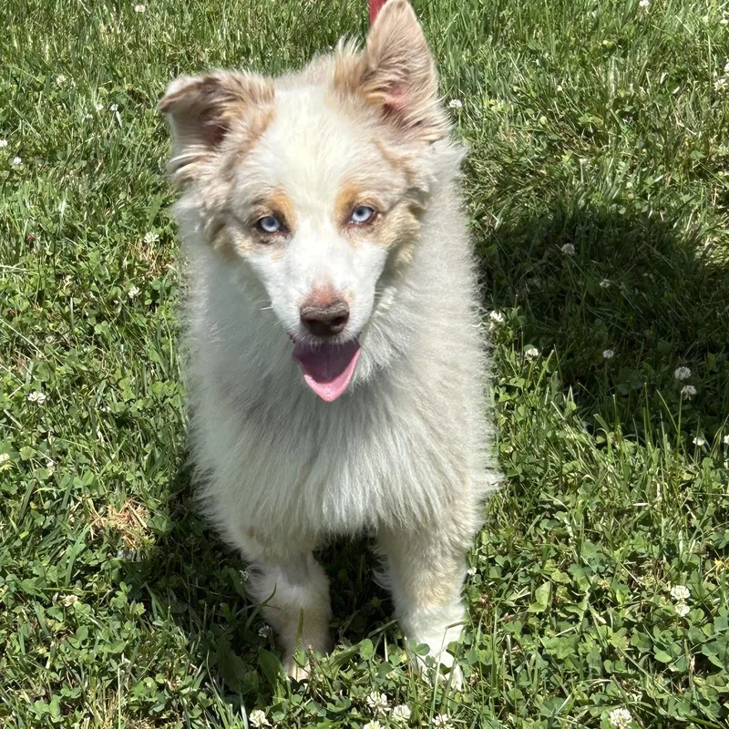 A senior medium-sized female Australian Shepherd dog named Nike for adoption in Norwood, OH