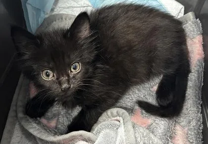 A young small-sized male Domestic Medium Hair cat named B Midnight Gremlin for adoption in North Charleston, SC