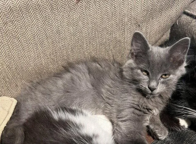 A baby small-sized female Gray / Blue / Silver Domestic Long Hair cat named Sage for adoption in O'Fallon, MO