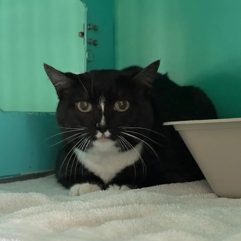 A senior large-sized female Black Domestic Short Hair cat named Bootsie for adoption in Pullman, WA