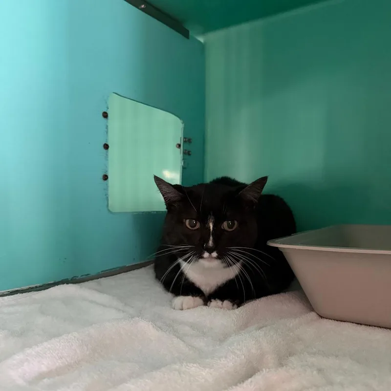 Bootsie thumbnail 2
