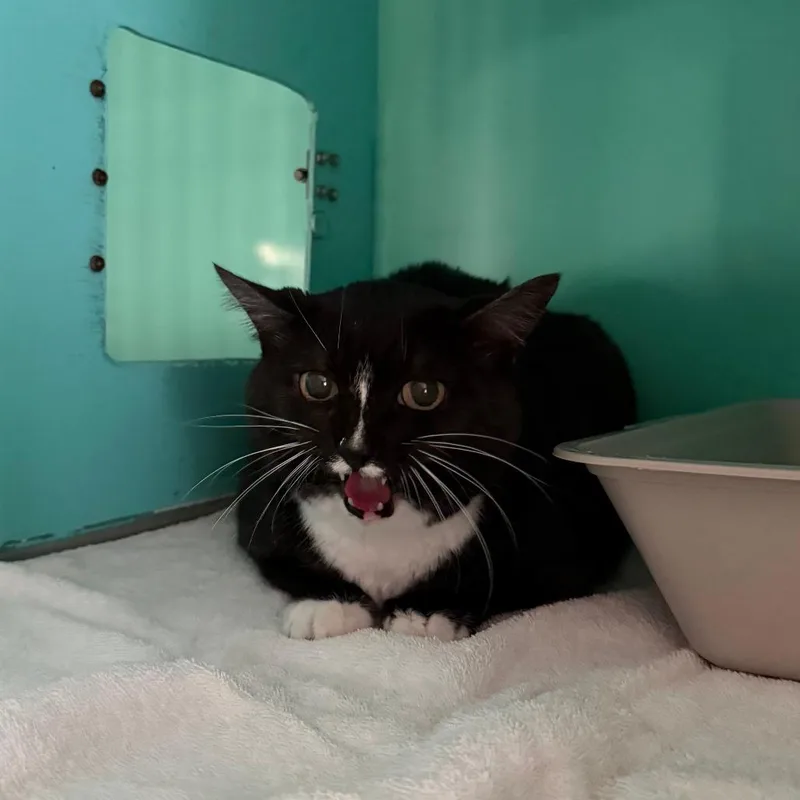 Bootsie thumbnail 3