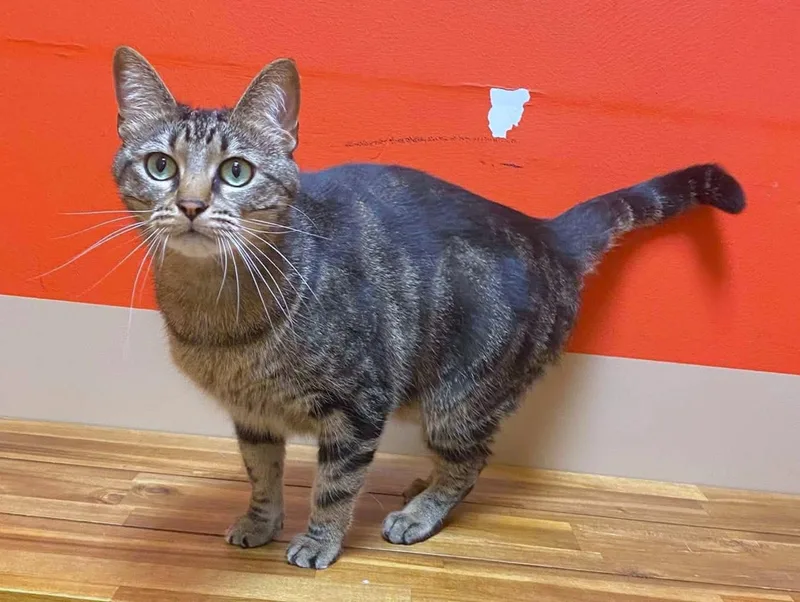 An adult medium-sized female Tabby (Brown / Chocolate) Domestic Short Hair cat named Circle for adoption in Maryville, MO