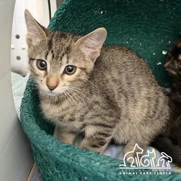 A baby small-sized male Domestic Short Hair cat named Oakland for adoption in Irvine, CA
