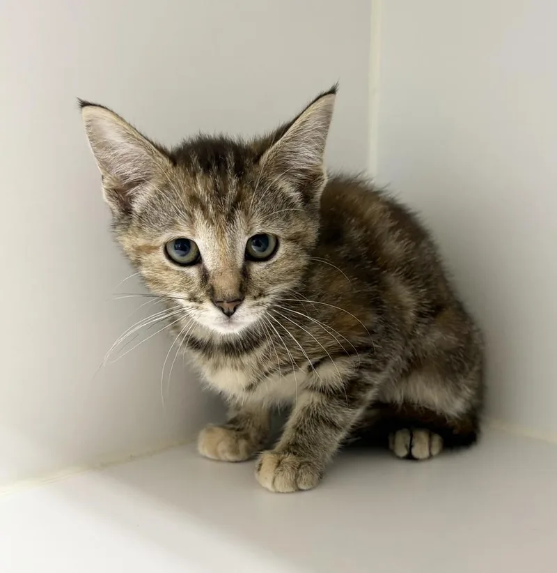 A baby small-sized female Domestic Short Hair cat named April for adoption in Rochester, IN