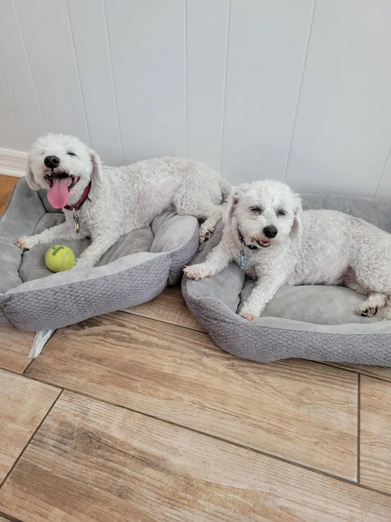A senior small-sized female White / Cream Bichon Frise dog named George & Gracie for adoption in Monroeville, PA