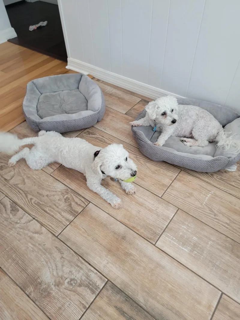George & Gracie thumbnail 2