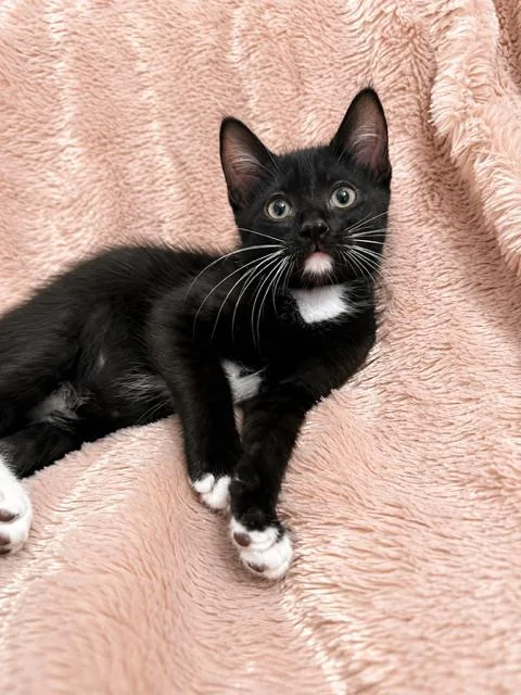 A baby medium-sized male Black & White / Tuxedo Domestic Short Hair cat named Kenai for adoption in Houston, TX