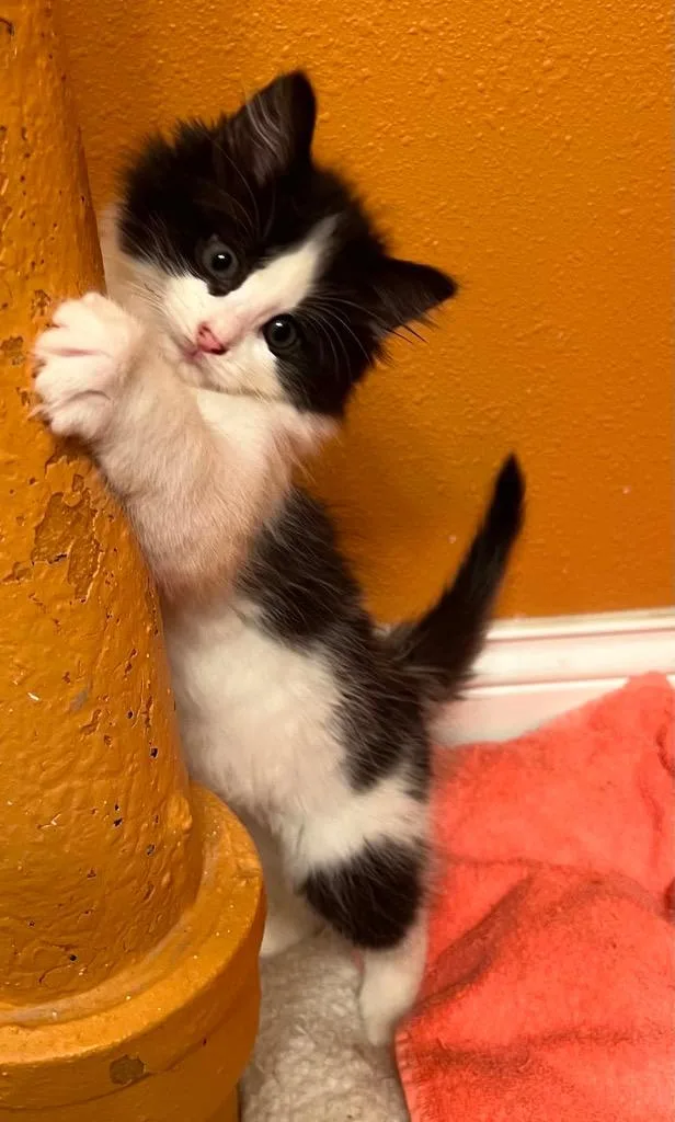 A baby small-sized female Domestic Long Hair cat named Rodeo for adoption in Fond Du Lac, WI