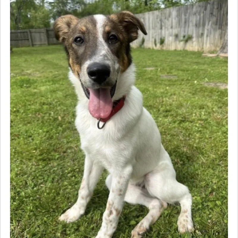 An adult large-sized male White / Cream Labrador Retriever dog named Paul for adoption in Huntsville, AL