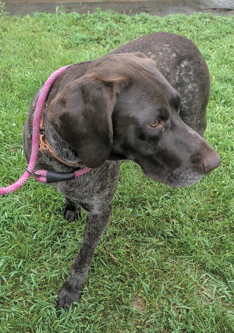 An adult large-sized male Brown / Chocolate German Shorthaired Pointer dog named Hobbs for adoption in Brainerd, MN