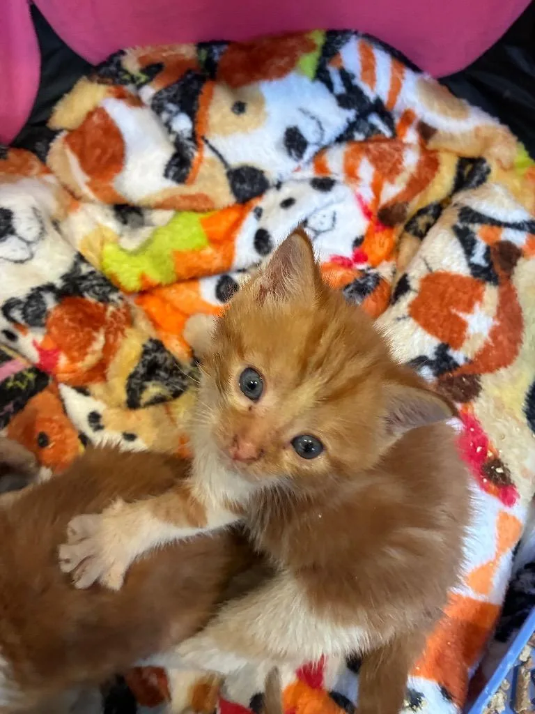 A baby small-sized male Domestic Short Hair cat named Woodstock for adoption in Pine Grove, PA