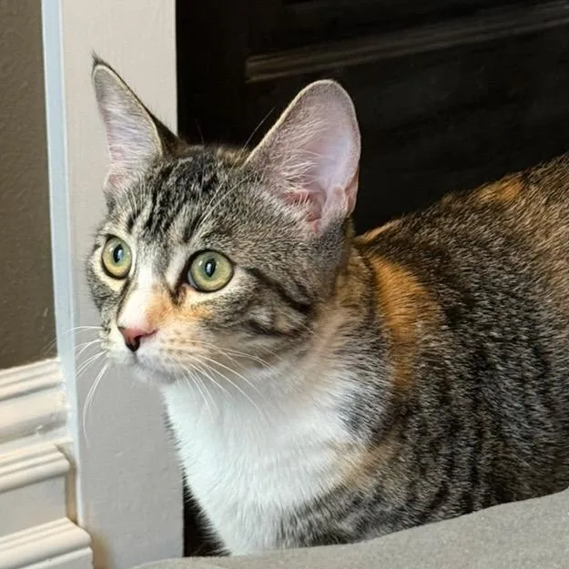 A baby medium-sized female Torbie Domestic Short Hair cat named Amelia for adoption in Pleasanton, CA