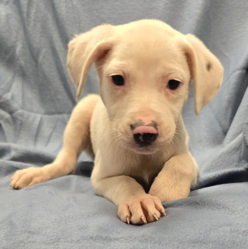 A baby large-sized female Terrier dog named Hermione for adoption in Murphysboro, IL