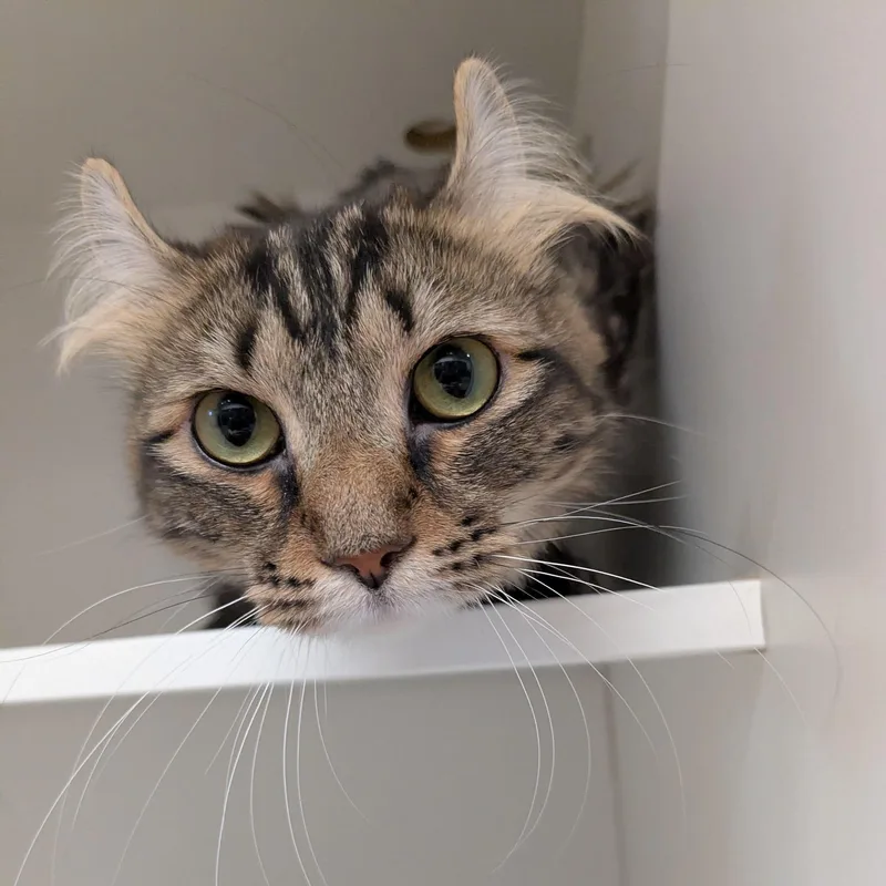 An adult medium-sized female American Curl cat named Matilda for adoption in Evanston, IL
