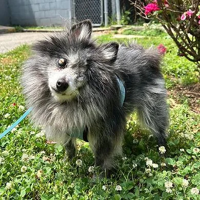A senior small-sized female Pomeranian dog named Yodel for adoption in Huntington, NY