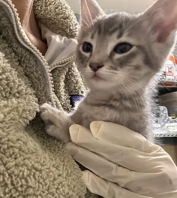 A baby small-sized male Domestic Short Hair cat named Colby Jack for adoption in Riverside, CA