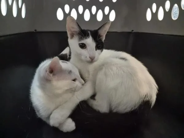 A baby small-sized female Domestic Short Hair cat named Olivia for adoption in New York, NY