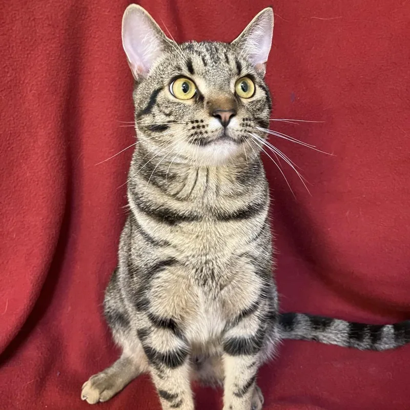 An adult small-sized male Brown / Chocolate Domestic Short Hair cat named Benny Heydt for adoption in Merrifield, VA