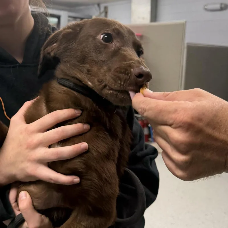 A young small-sized female Brown / Chocolate Retriever dog named Princess Peach aka D for adoption in Marion, VA