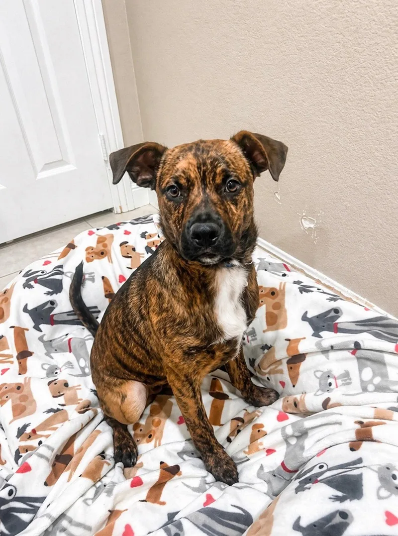 A young medium-sized female Boxer dog named Pebbles for adoption in Capistrano Beach, CA