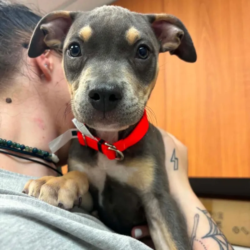 A baby small-sized male Gray / Blue / Silver Pit Bull Terrier dog named Cayman for adoption in Wichita, KS