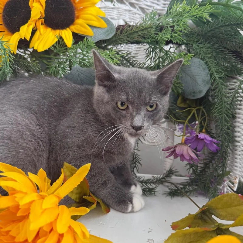 A baby small-sized female Gray / Blue / Silver Domestic Short Hair cat named Wicket Limon for adoption in Eaton Rapids, MI