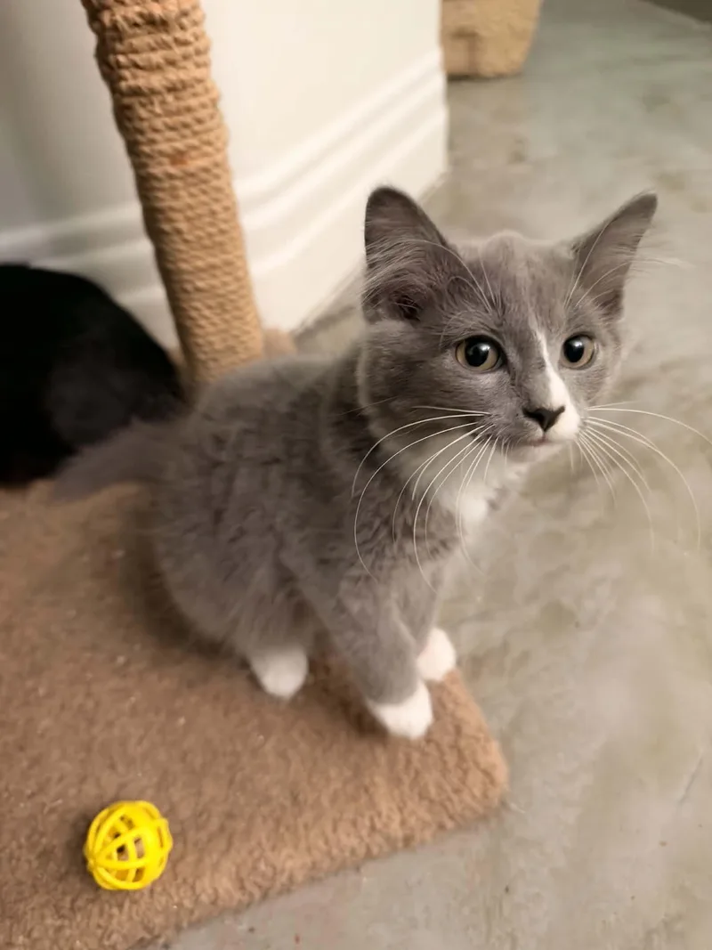 A baby medium-sized female Tuxedo cat named Ramona for adoption in Cincinnati, OH