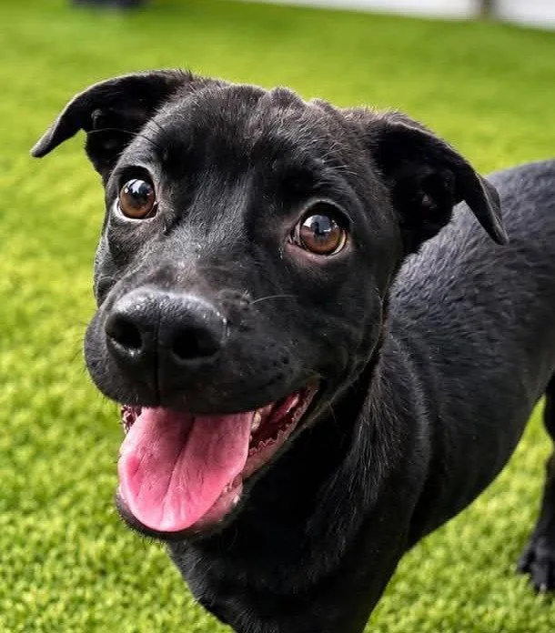 A baby medium-sized male Labrador Retriever dog named Tres for adoption in Bloomfield, CT