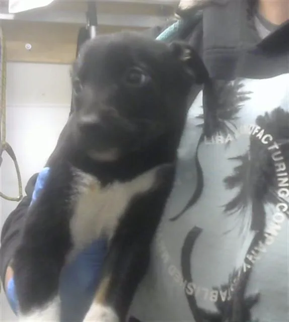 A baby small-sized female Labrador Retriever dog named Milky Way for adoption in Albuquerque, NM