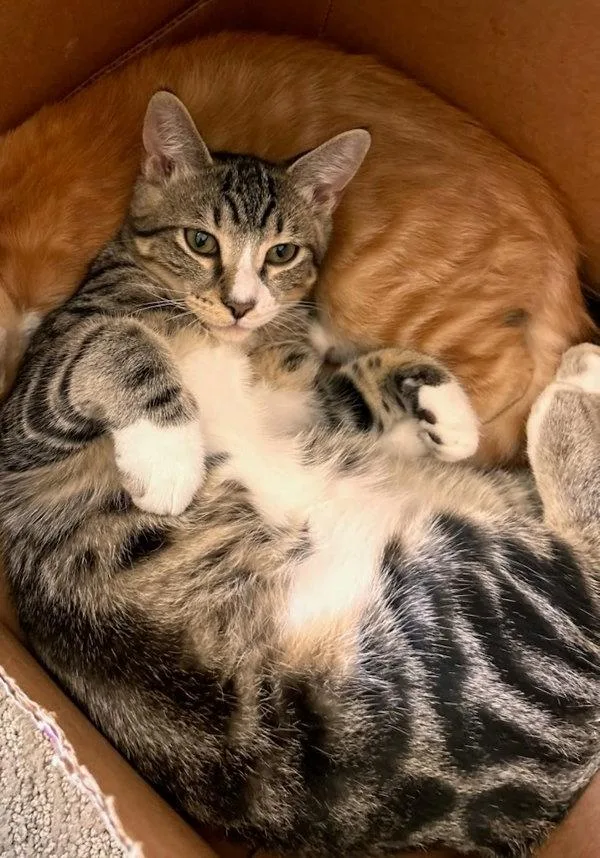 A baby small-sized male Domestic Short Hair cat named Bullseye for adoption in Bonsall, CA
