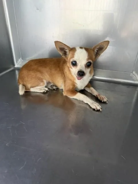 A senior small-sized male Chihuahua dog named Rudolph for adoption in Baldwin Park, CA