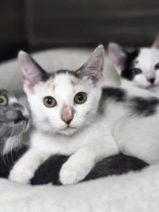 A young small-sized female Domestic Short Hair cat named a Jeep PetSmart James for adoption in North Charleston, SC