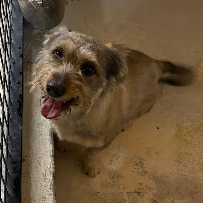 An adult small-sized female Brown / Chocolate Dachshund dog named Dani for adoption in Laredo, TX