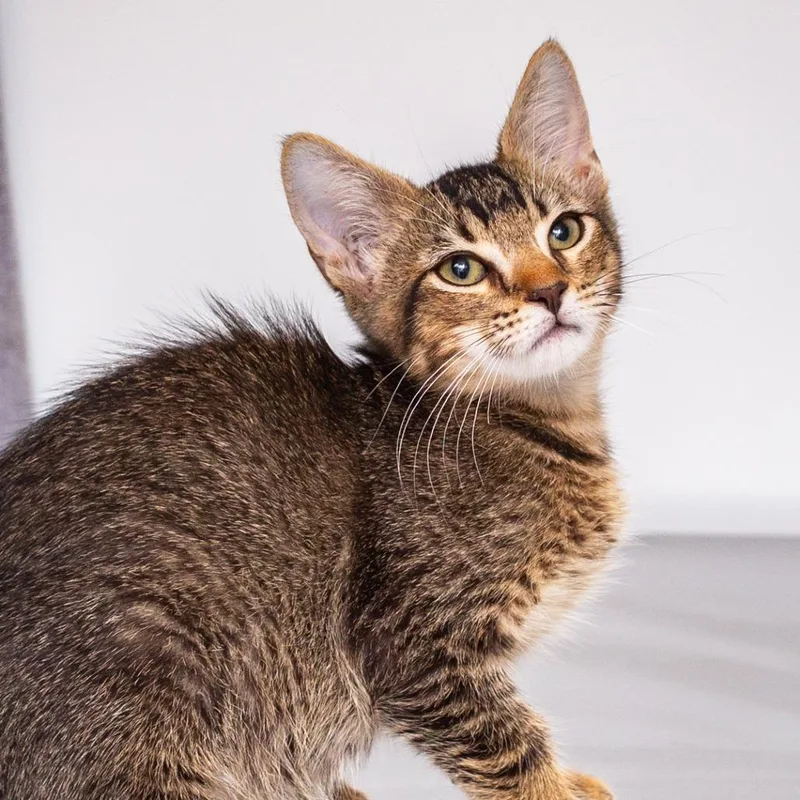 A baby small-sized male Brown / Chocolate Domestic Short Hair cat named Colin for adoption in Hattiesburg, MS