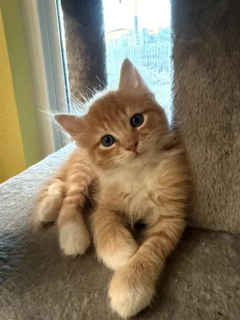 A baby small-sized male Domestic Long Hair cat named Cheesepuff for adoption in Santa Maria, CA