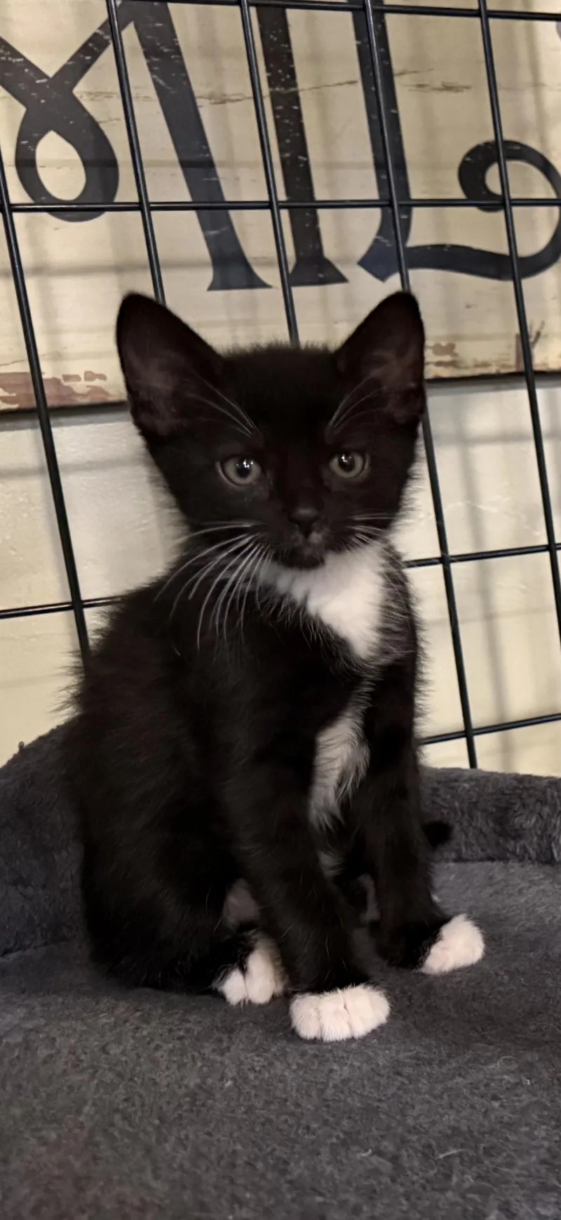 A baby small-sized male Domestic Short Hair cat named Frost for adoption in Seven Valleys, PA