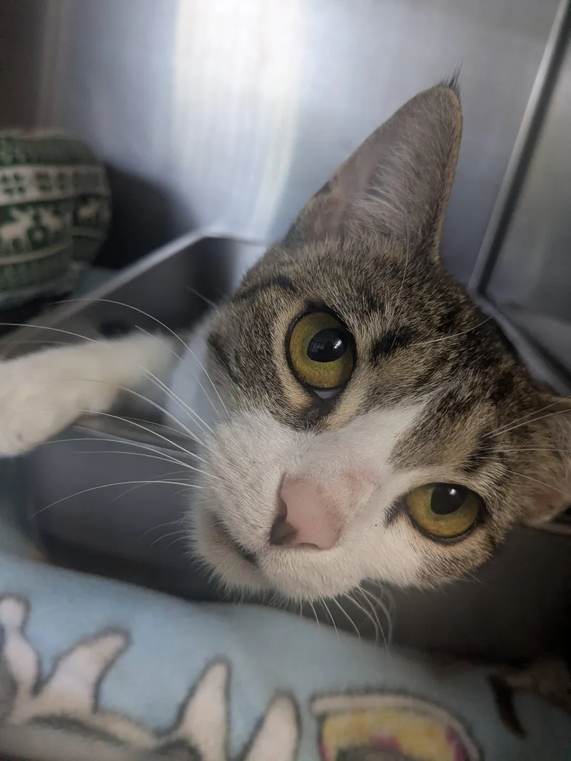 A young medium-sized female Tabby (Buff / Tan / Fawn) Domestic Short Hair cat named Big Mama for adoption in Lock Haven, PA