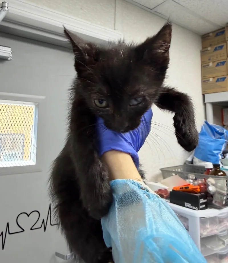 A baby medium-sized female Domestic Short Hair cat named Cat Benetar for adoption in Pomona, NY