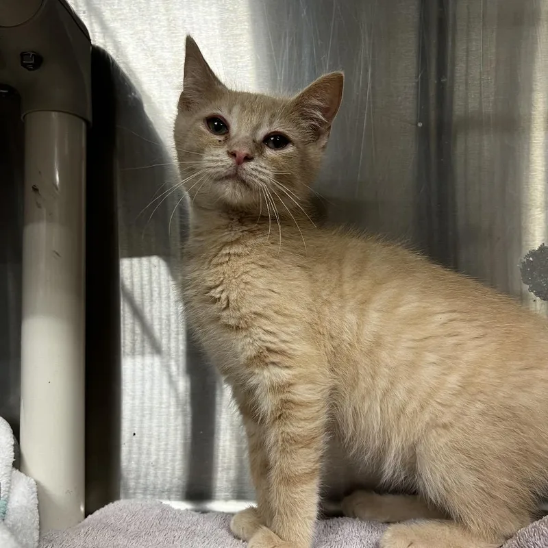 A baby small-sized male Cream / Ivory Domestic Short Hair cat named Remi for adoption in Harrisville, WV
