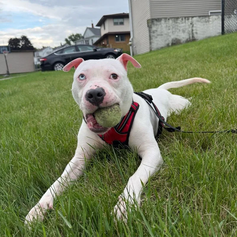 An adult medium-sized male White / Cream Mixed Breed dog named Eno for adoption in Dubuque, IA