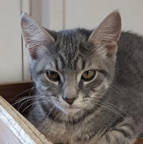 Druzey "dru" thumbnail 2