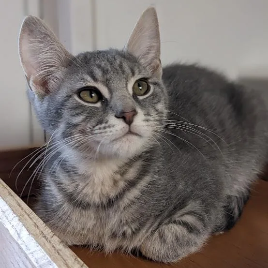 Druzey "dru" thumbnail 3